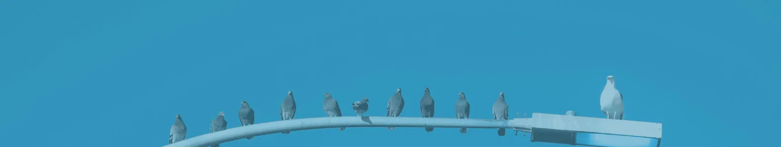 Social Sciences picture of pigeons in a row along a horizontal light poll with lightblue background